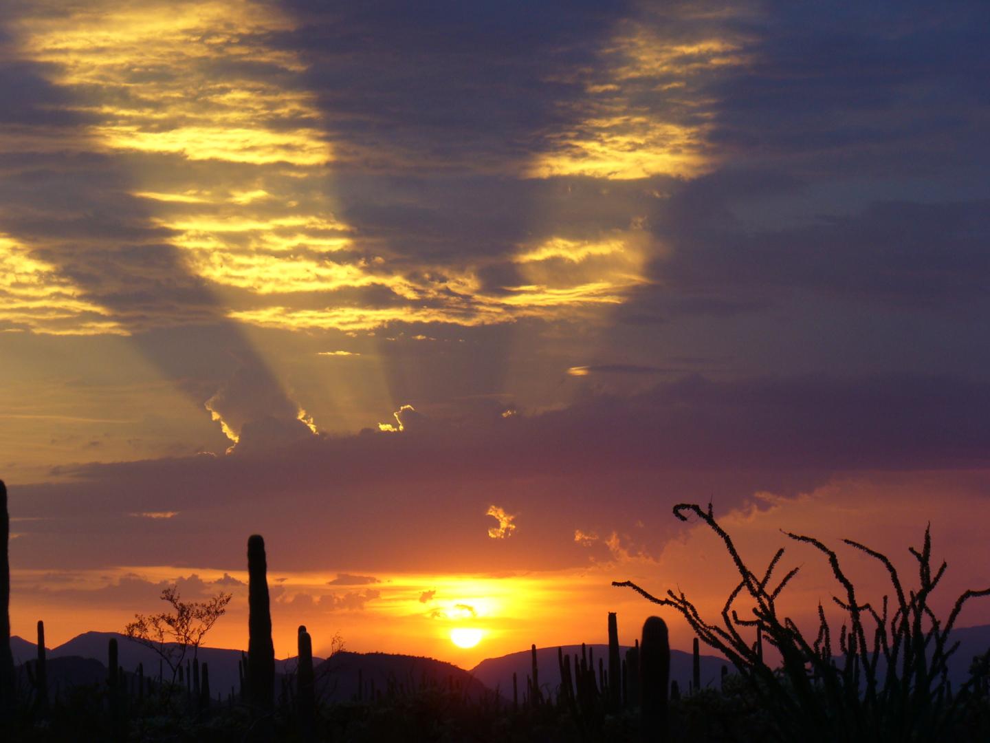 Desert sunset with silhouetted cacti and radiant golden clouds.