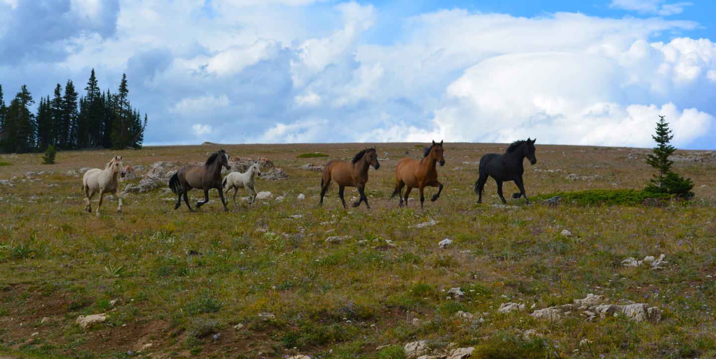 Wild horses running on a grassy field under a blue sky with clouds.