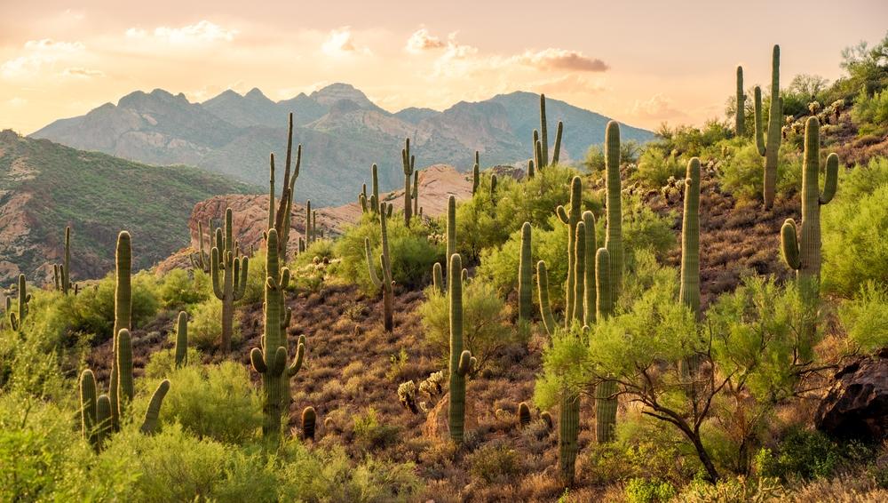 Desert landscape with cacti and mountains under a sunset sky.