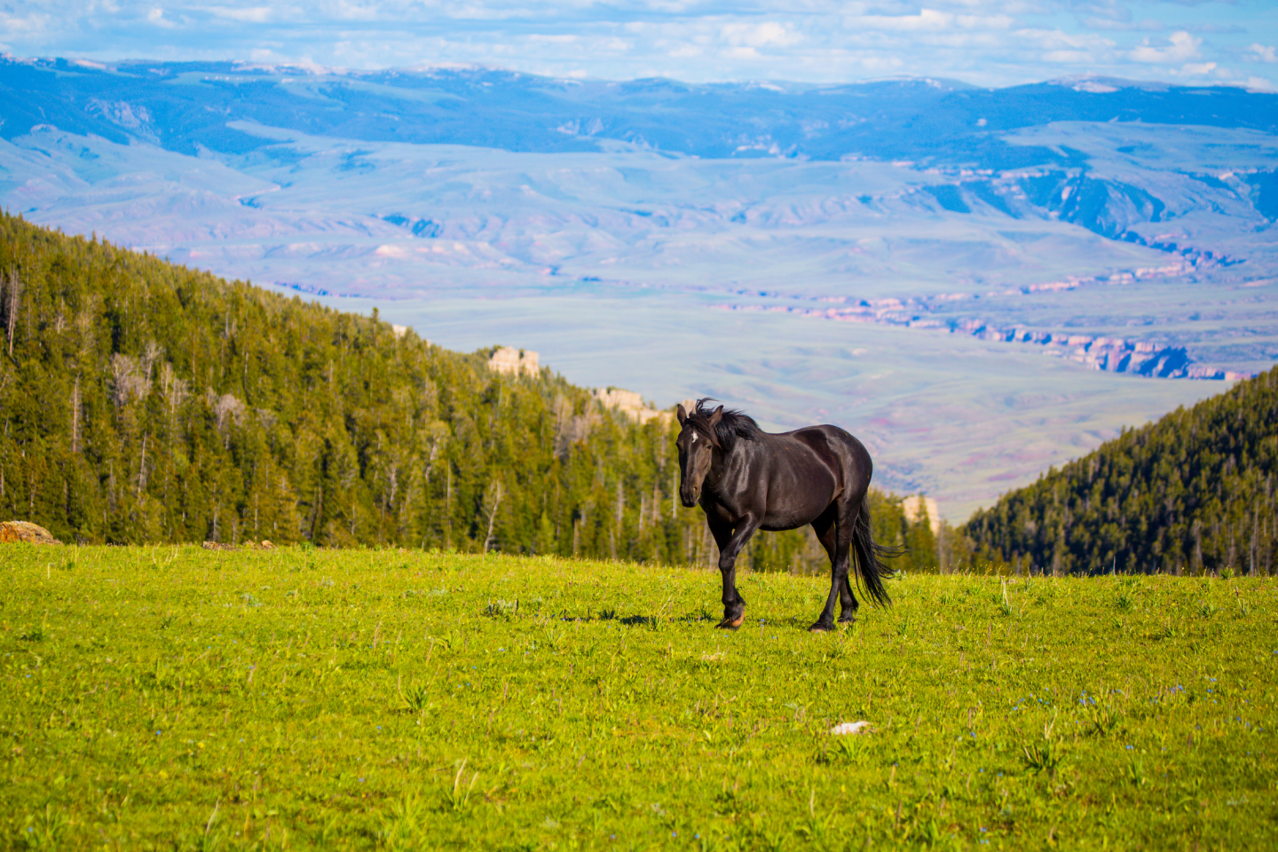 Black horse on a grassy hill with mountains in the background.