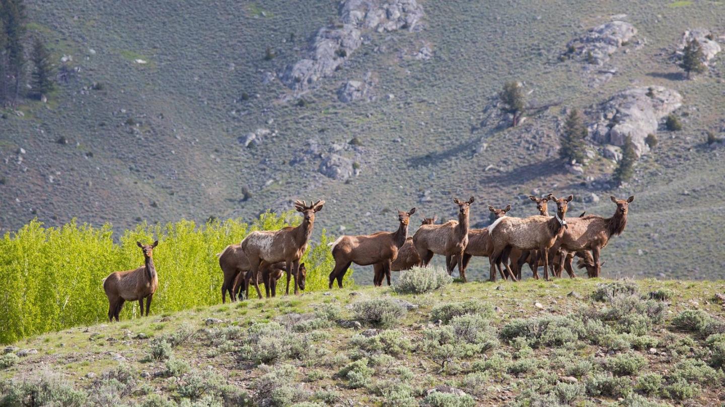 Herd of elk standing on a grassy hill with a rocky mountain backdrop.