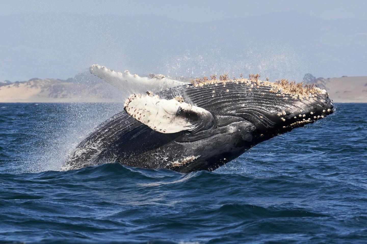 Humpback whale breaching in the ocean with distant hills in the background.