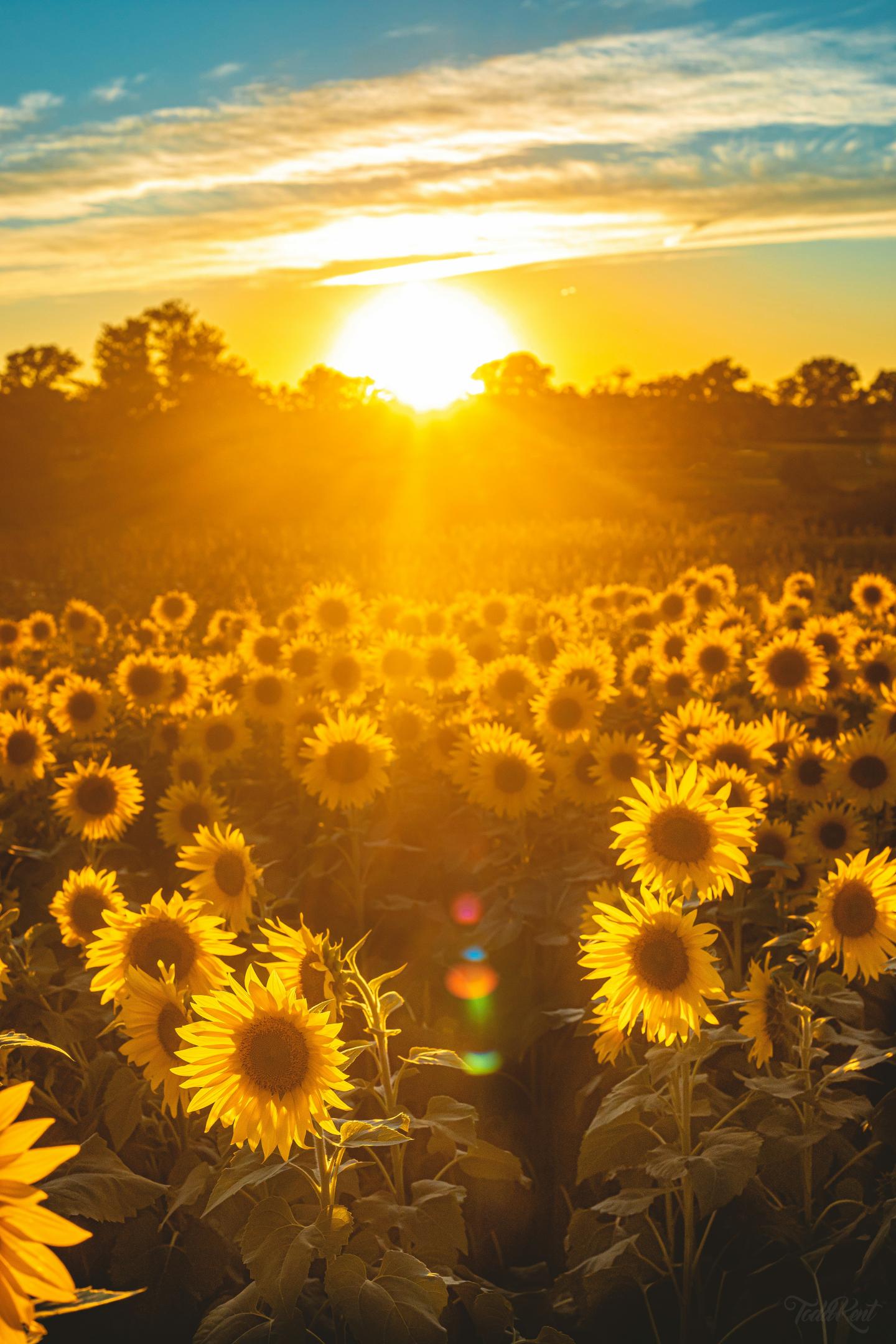 Sun setting over a vibrant sunflower field.