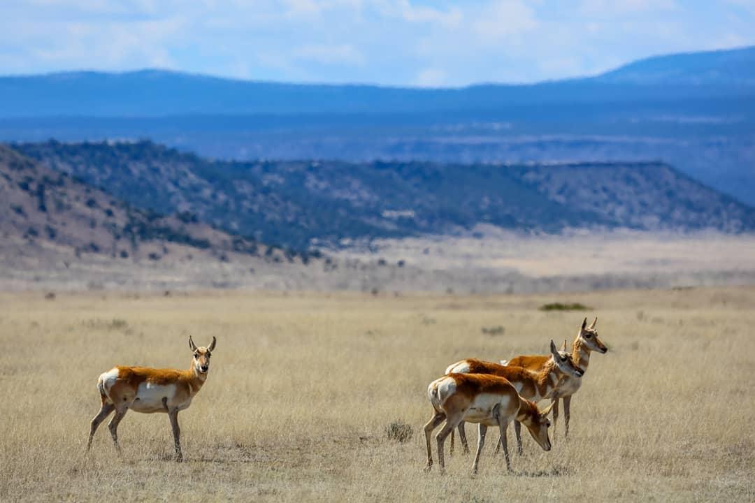 Antelopes in a grassy plain with distant mountains.