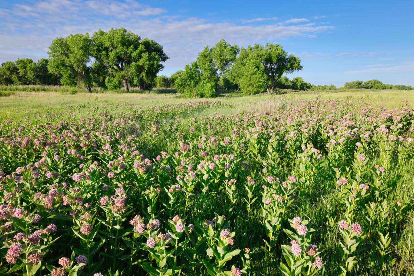 Field of wildflowers with green trees under a blue sky.