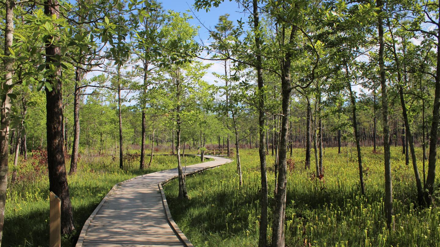 Boardwalk winding through green forest at Big Thicket National Preserve under a blue sky.