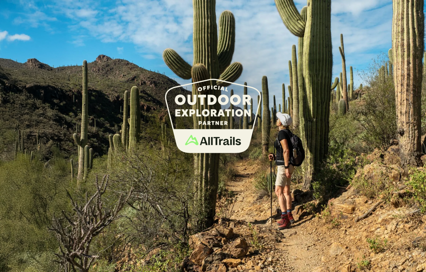 A hiker on a desert trail with tall cacti under a blue sky.