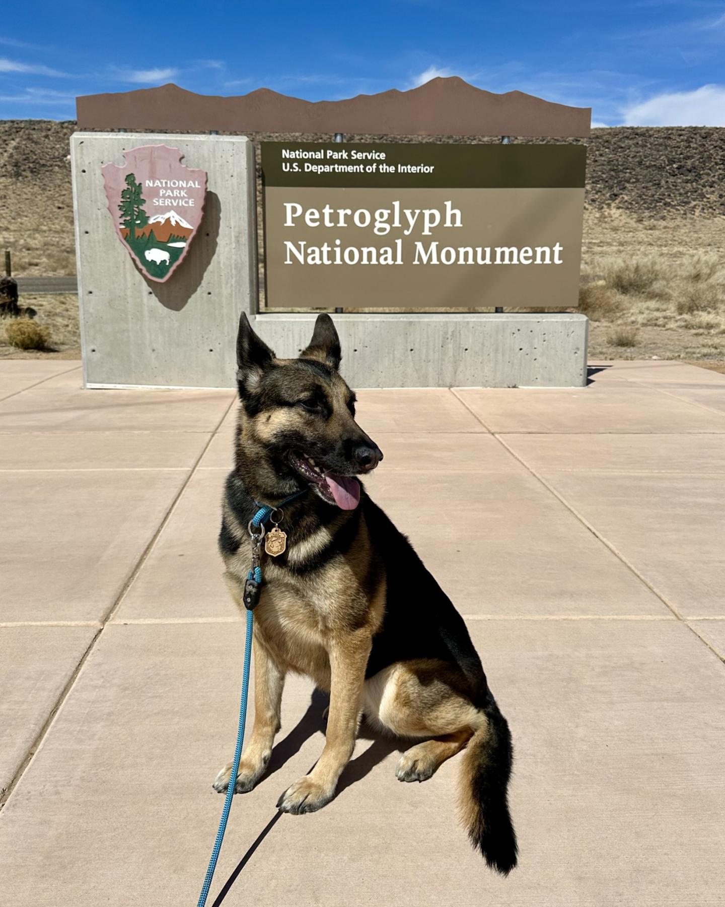 German Shepherd in front of Petroglyph National Monument sign.