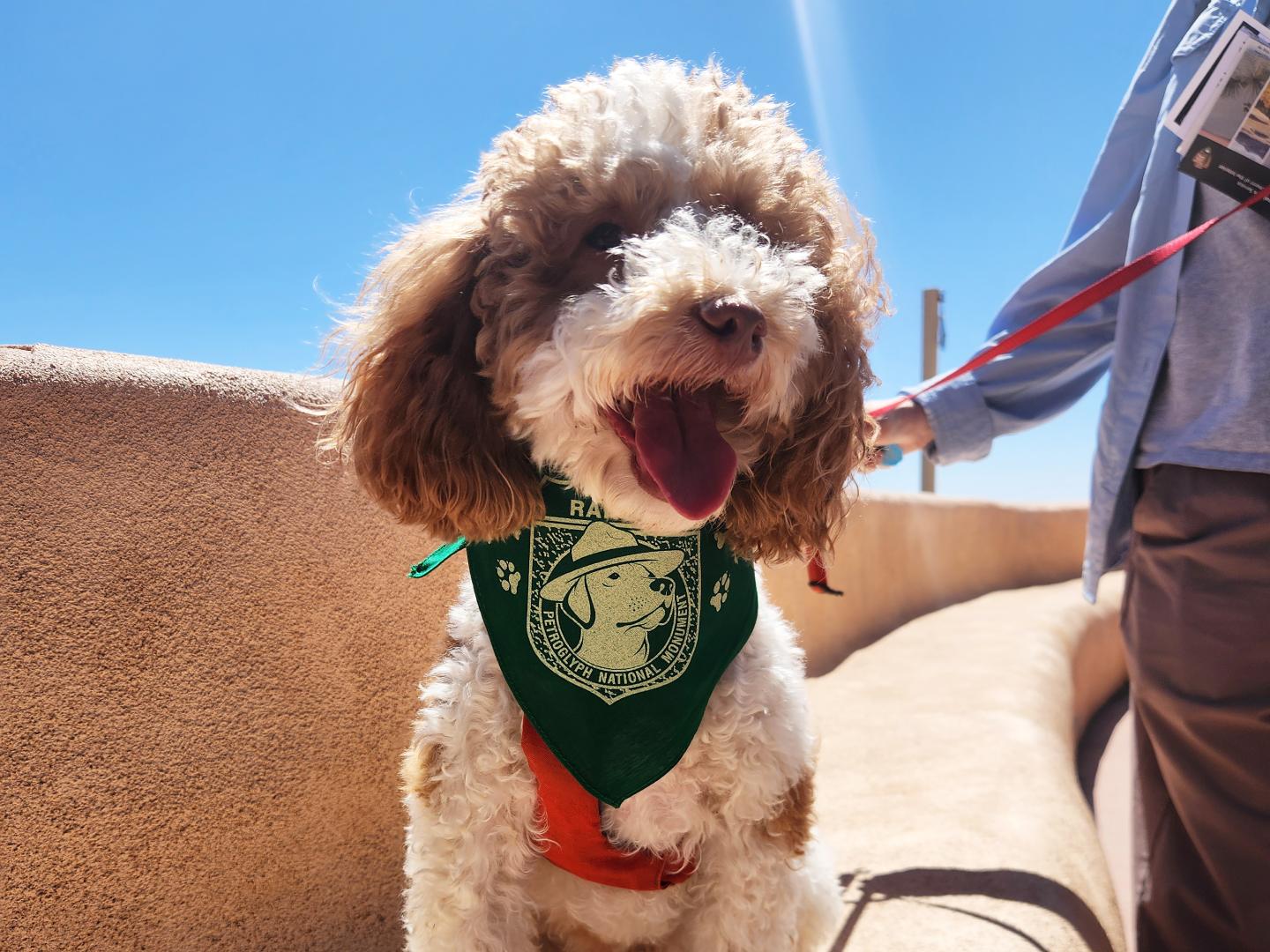 Fluffy dog with green bandana and red leash under a bright blue sky.