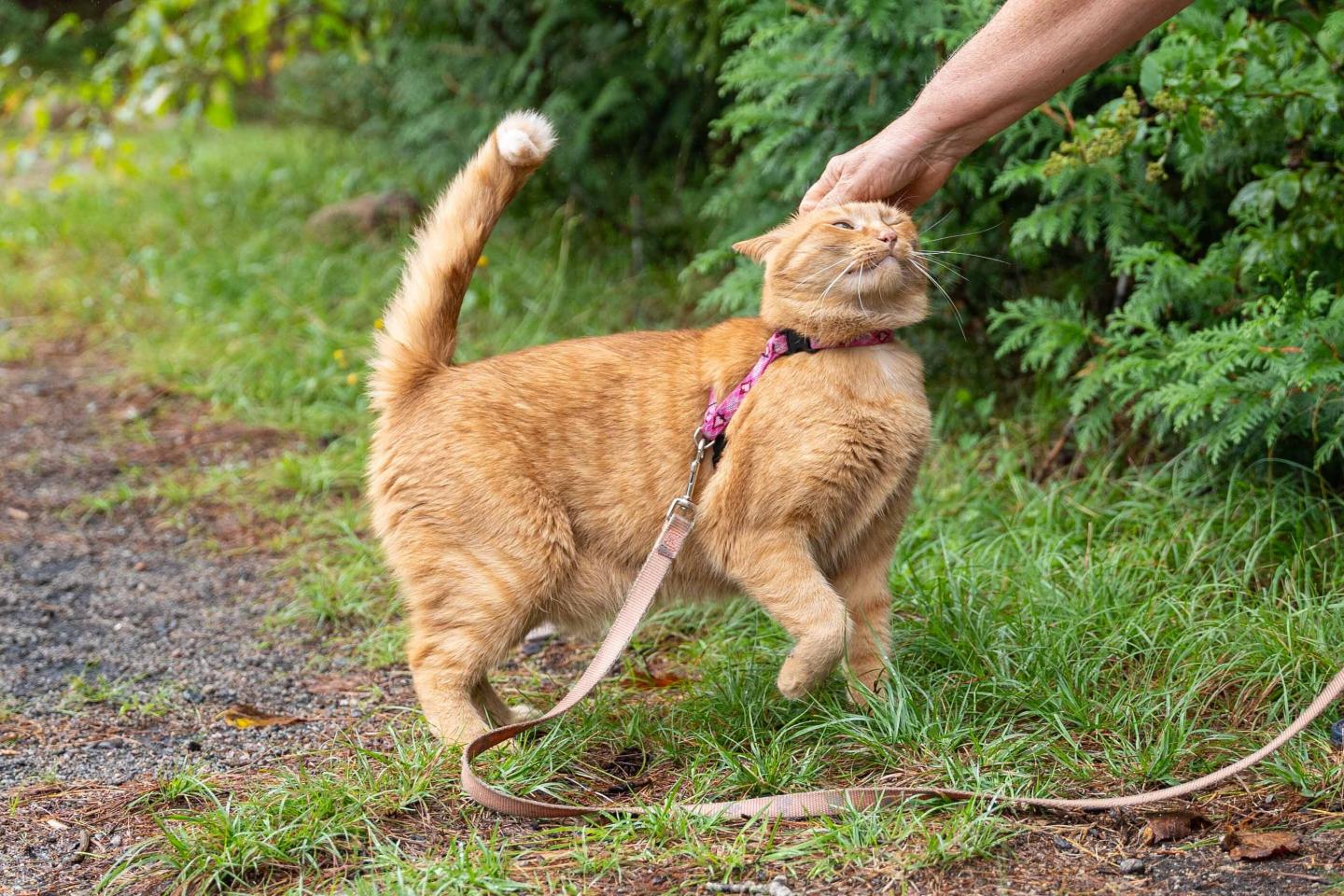 Orange cat on a leash being petted, looking content on a grassy path.