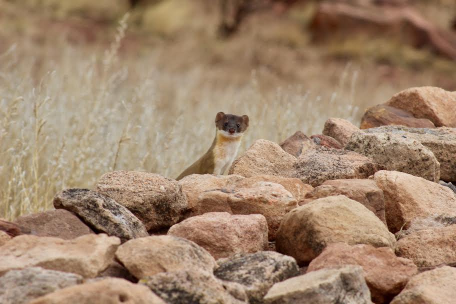 Small mammal with a brown coat peeking over rocks in a grassy field.