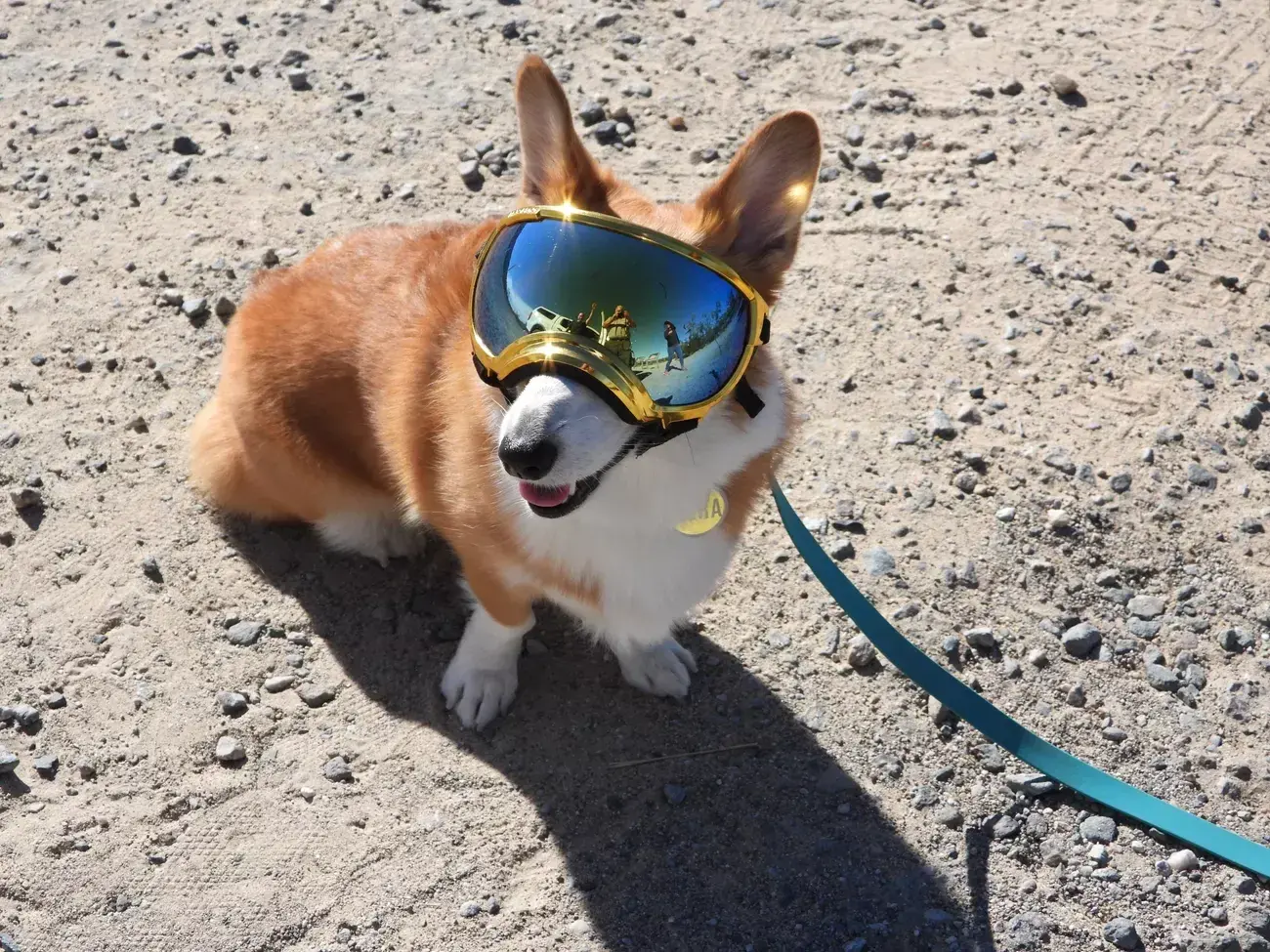 Corgi wearing reflective goggles on a sandy surface, leash attached.