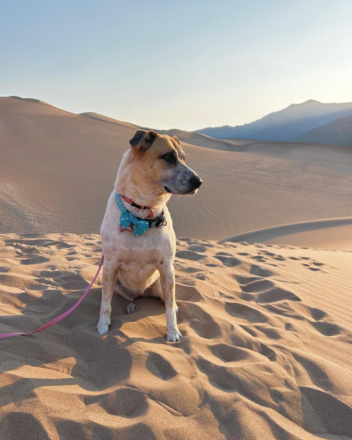 Dog sitting on sand dunes at sunset, wearing a collar and leash.