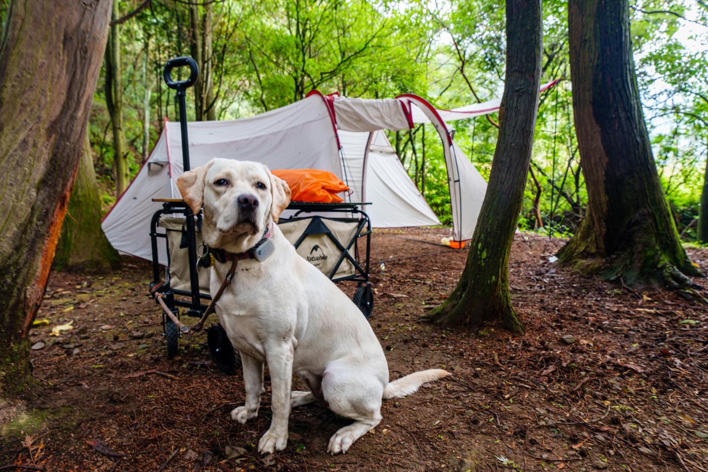 White dog sitting in a forested campsite with a tent and wagon.