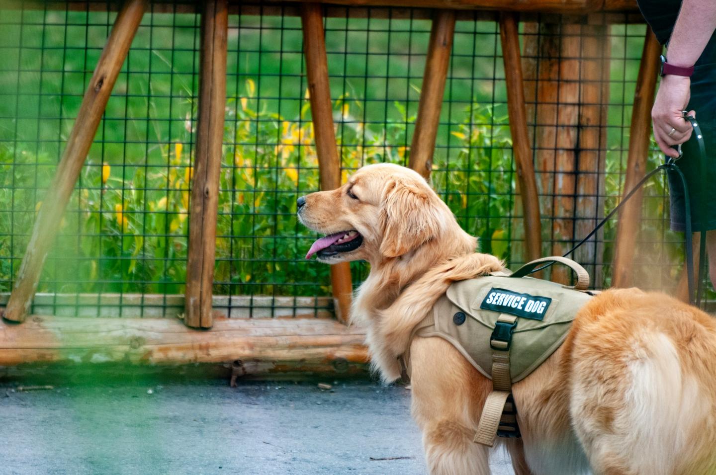 Golden retriever in service dog vest on leash outdoors.