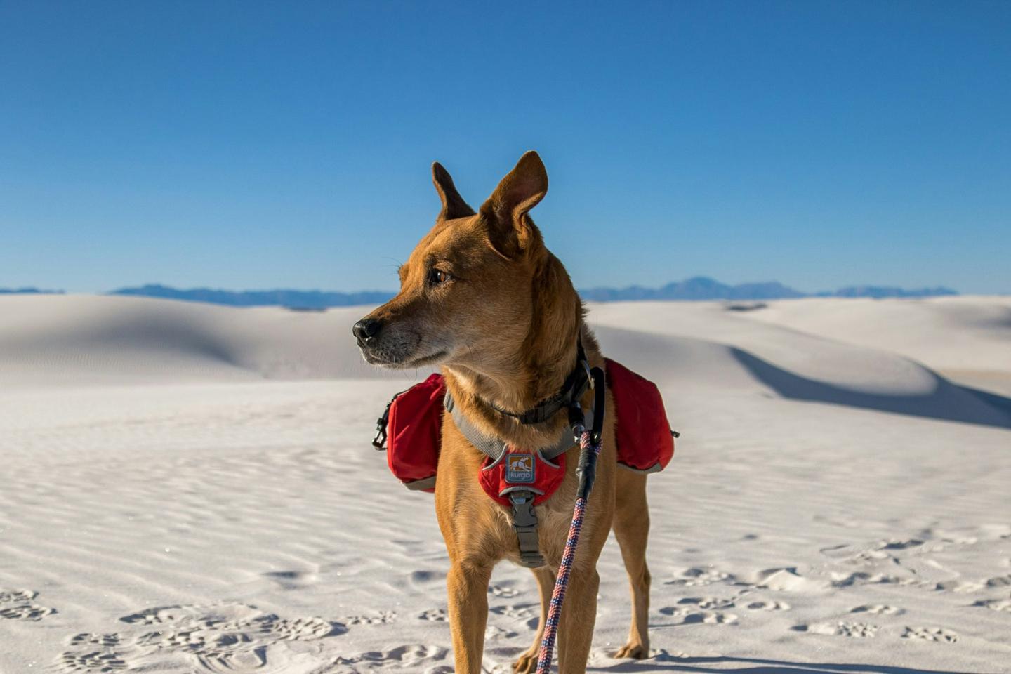 Dog with red backpack standing on white sand dunes under clear blue sky.