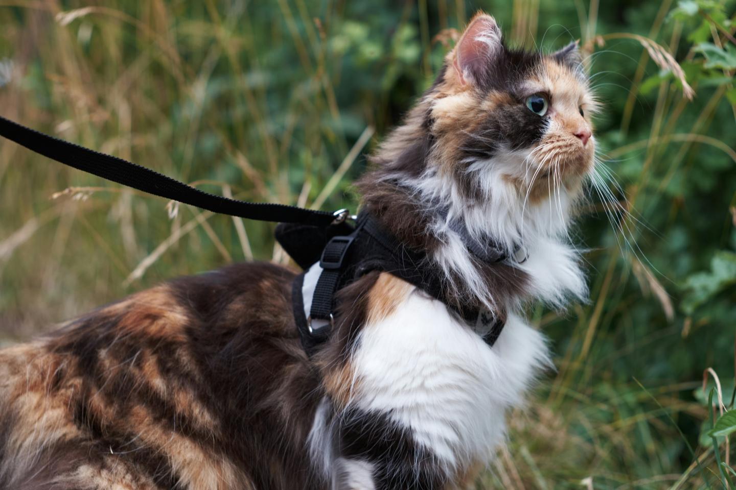 Fluffy calico cat on a leash outdoors, attentive and curious.