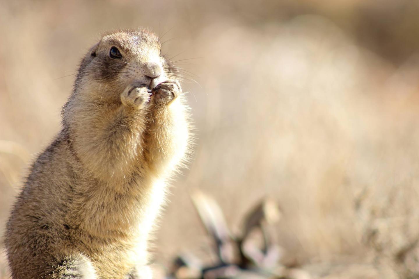 Prairie dog standing upright in a dry field.