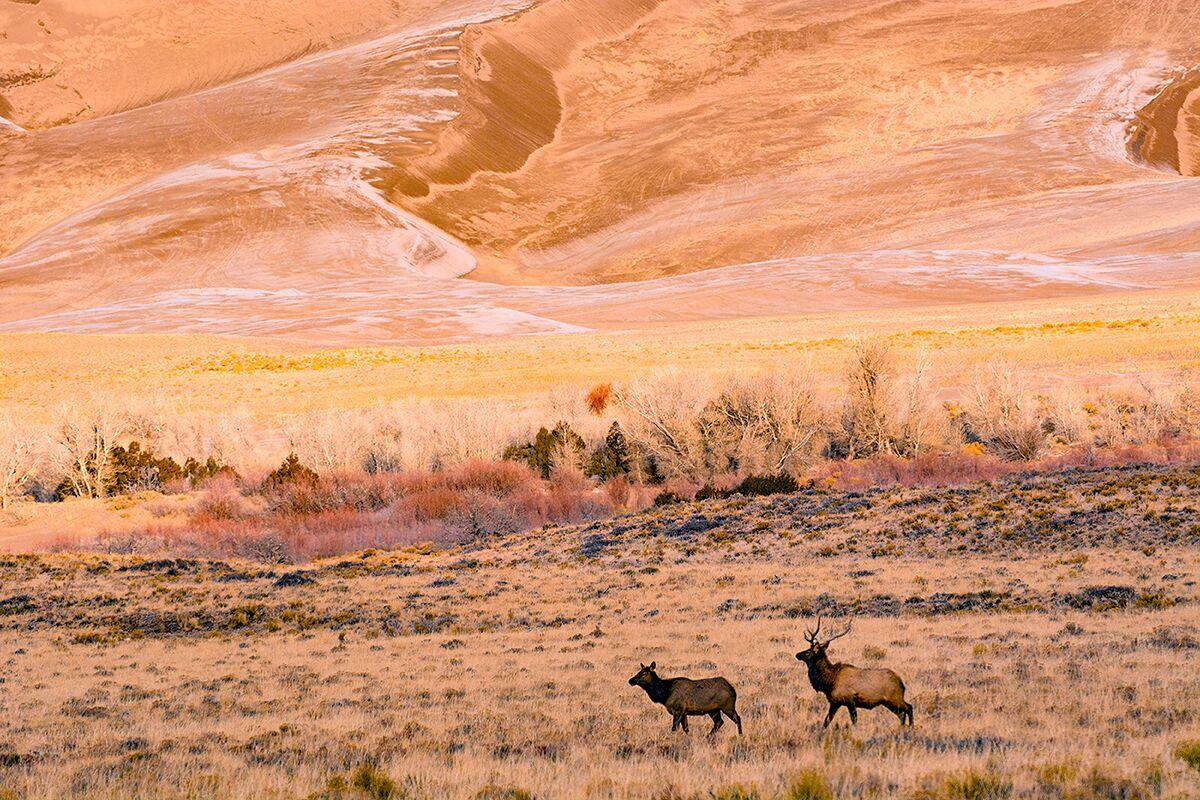 Two elk walking on a grassy plain with hills in the background.